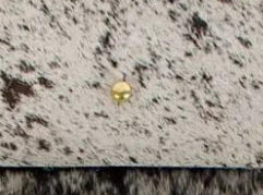 Legend Cow Print Clutch